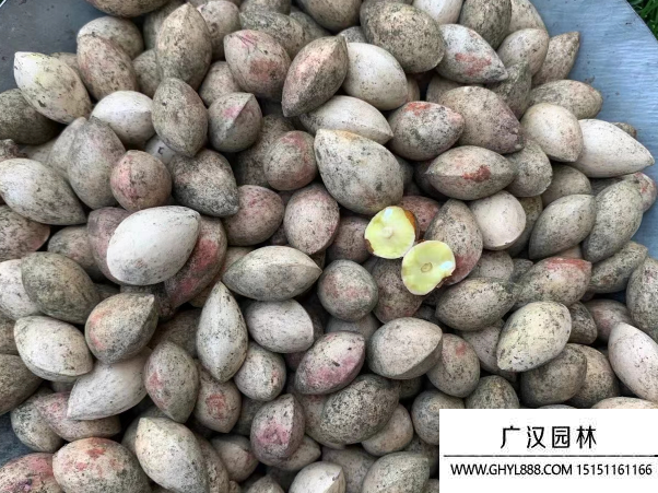 銀杏種子 銀杏種子