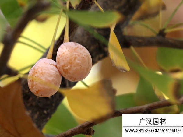 銀杏種子 銀杏種子