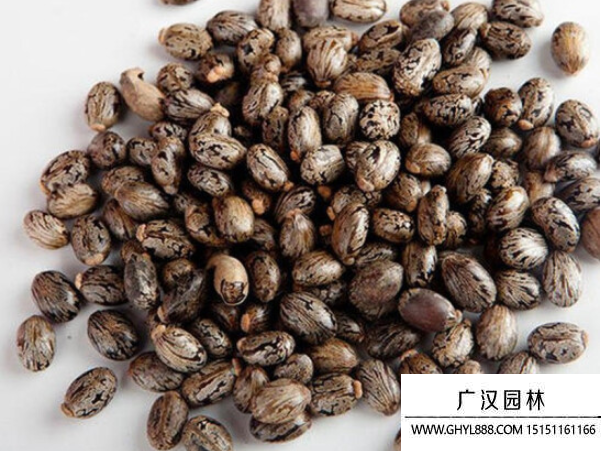 蓖麻種子