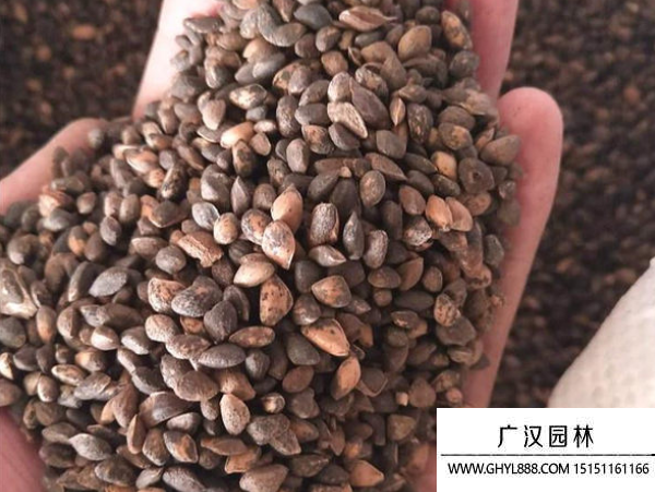 濕地松種子 濕地松種子