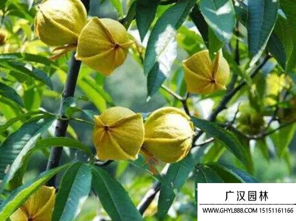 山核桃種子 山核桃種子