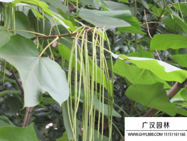 梓樹(shù)種子 梓樹(shù)種子