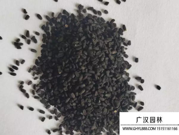 長春花種子 長春花種子