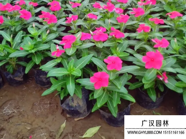 長春花種子 長春花種子