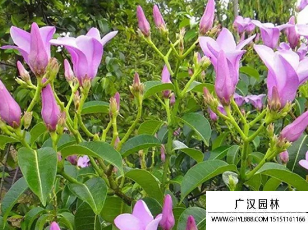 桉葉藤種子 桉葉藤種子