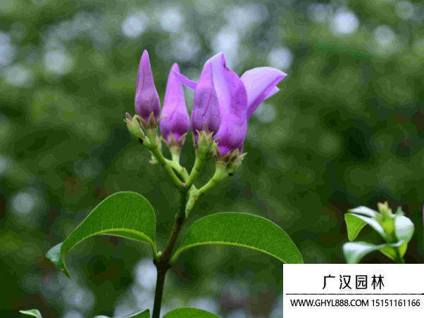 桉葉藤種子 桉葉藤種子