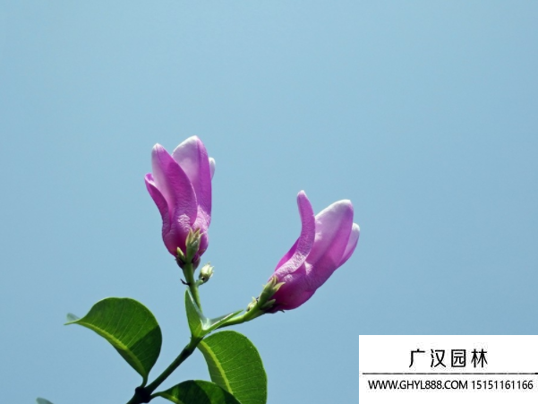 桉葉藤種子 桉葉藤種子