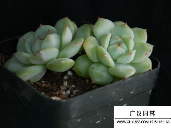 靜夜種子 靜夜種子