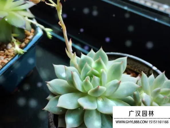 靜夜種子 靜夜種子