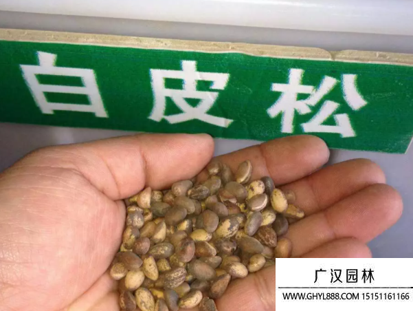 白皮松種子 白皮松種子