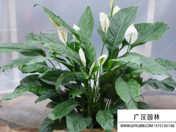 白掌種子 白掌種子