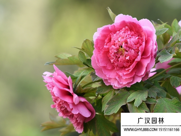 牡丹種子 牡丹種子