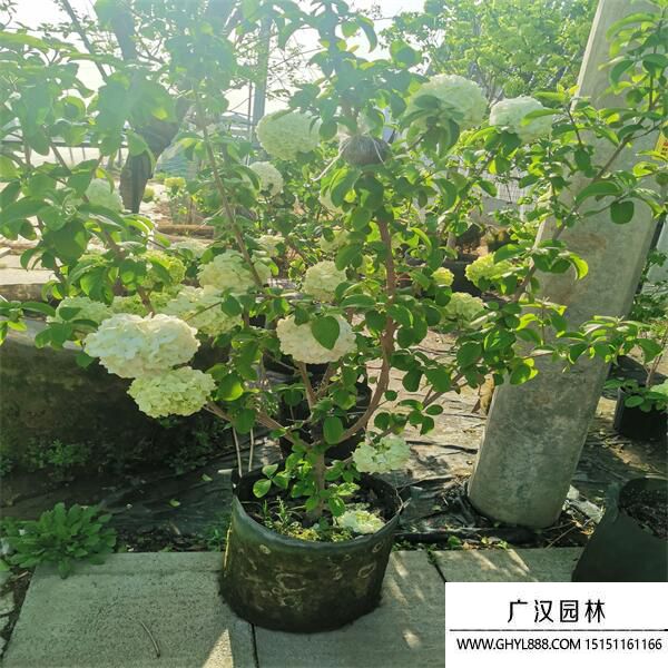 中華木繡球 (7).jpg