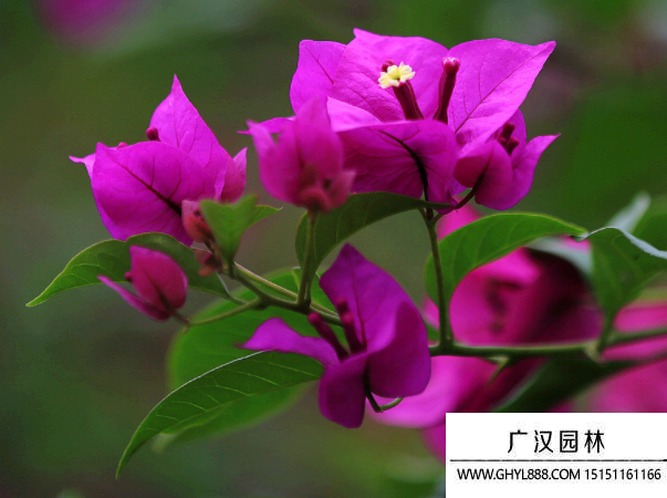 九重葛種子 九重葛種子