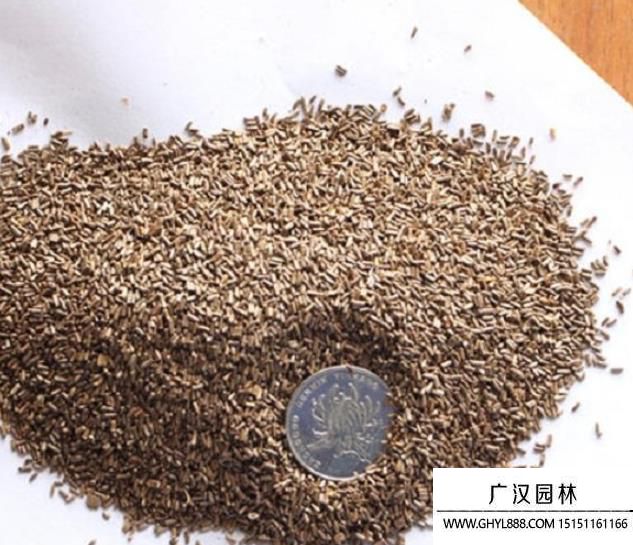 麥稈菊種子 麥稈菊種子