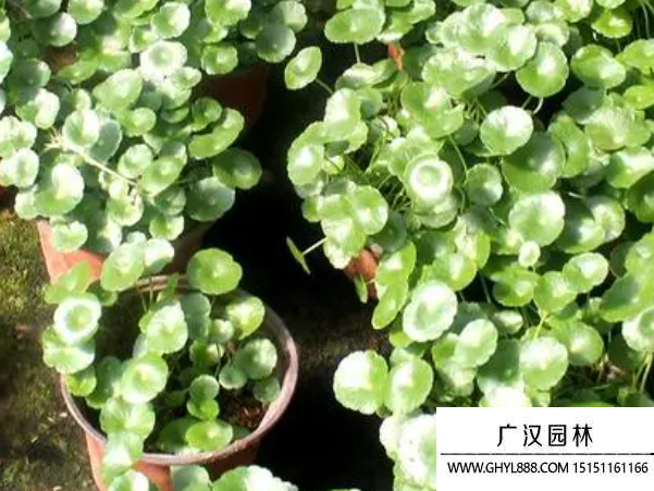 垂絲馬蹄金種子 垂絲馬蹄金種子