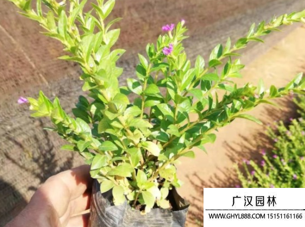 滿天星種子 滿天星種子