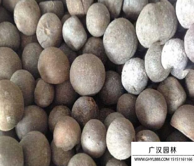 球型花種子 球型花種子