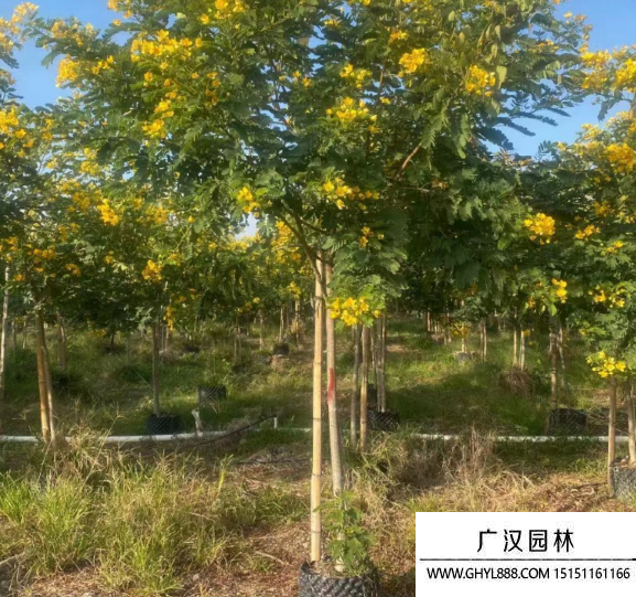黃槐 黃槐