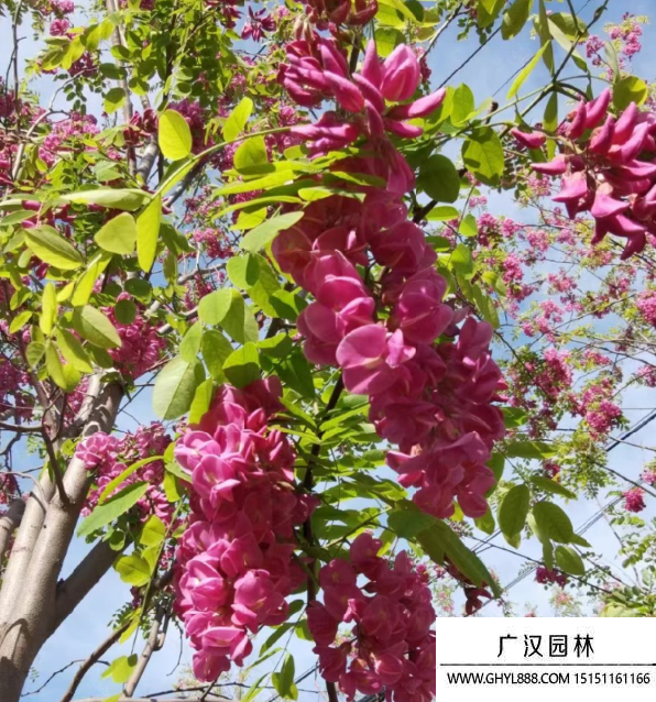 香花槐 香花槐