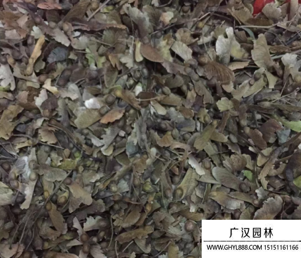 雞爪槭種子 雞爪槭種子