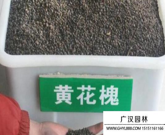 黃花槐種子