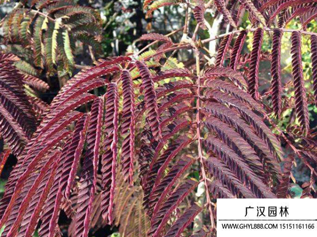 紫葉合歡 紫葉合歡