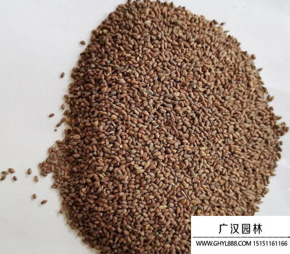 藍香芥種子 藍香芥種子