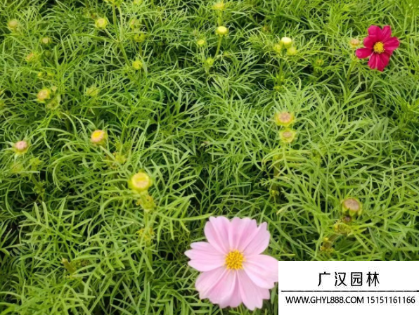 波斯菊 波斯菊