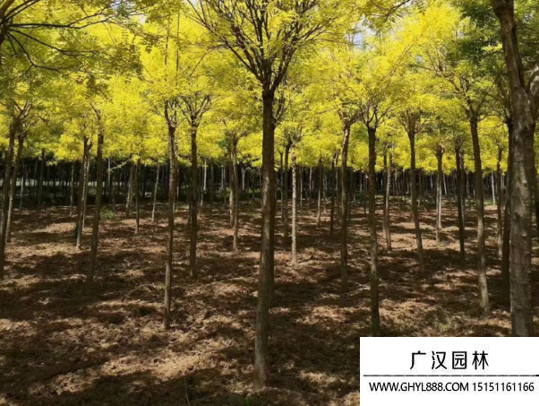 金葉國槐 金葉國槐