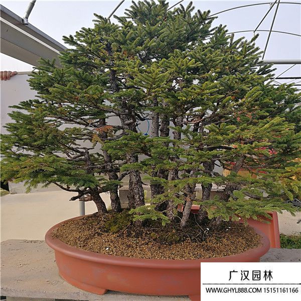 蝦夷松盆景 蝦夷松盆景