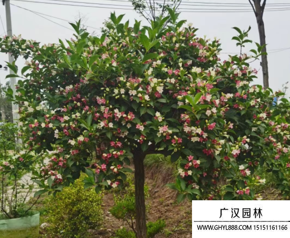 五彩錦帶 五彩錦帶