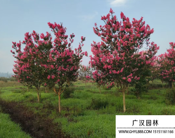 大花紫薇 大花紫薇
