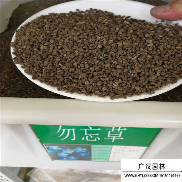 花卉種子 花卉種子