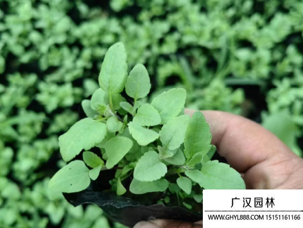 野花種子 野花種子