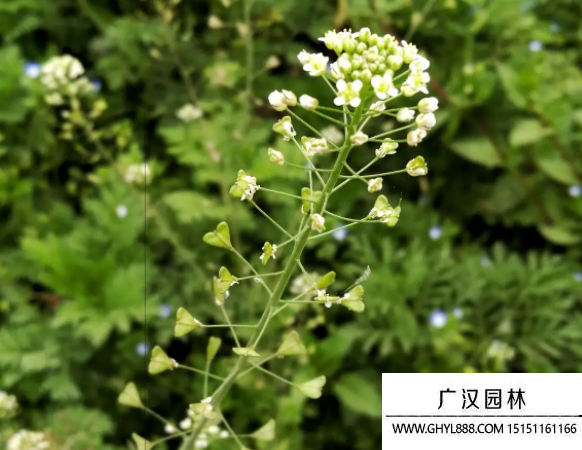 野花種子 野花種子