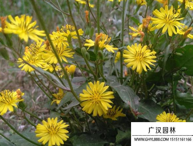 野花種子 野花種子