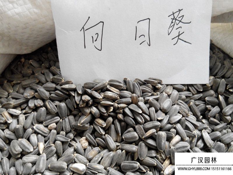 綠化苗木種子 綠化苗木種子