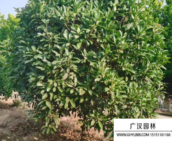 欏木石楠 欏木石楠