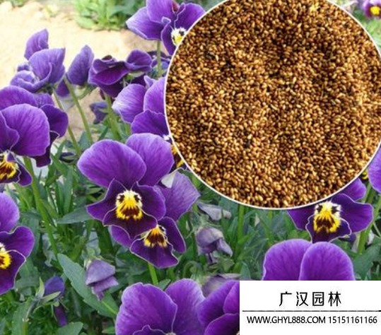 三色堇種子 三色堇種子