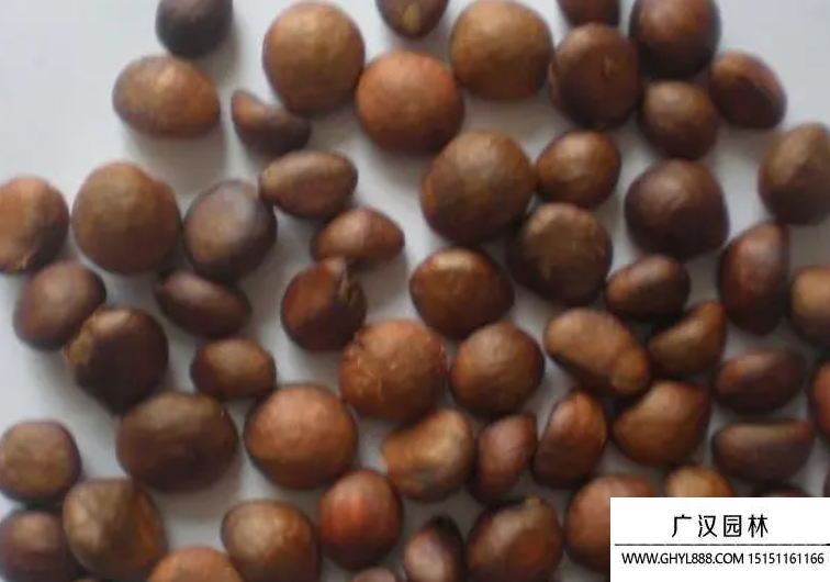 枇杷種子 枇杷種子