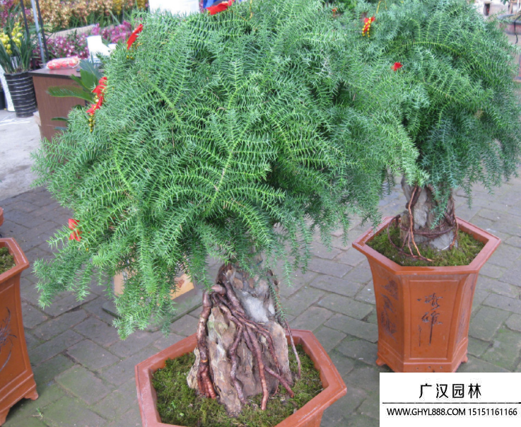 澳洲杉種子 澳洲杉種子