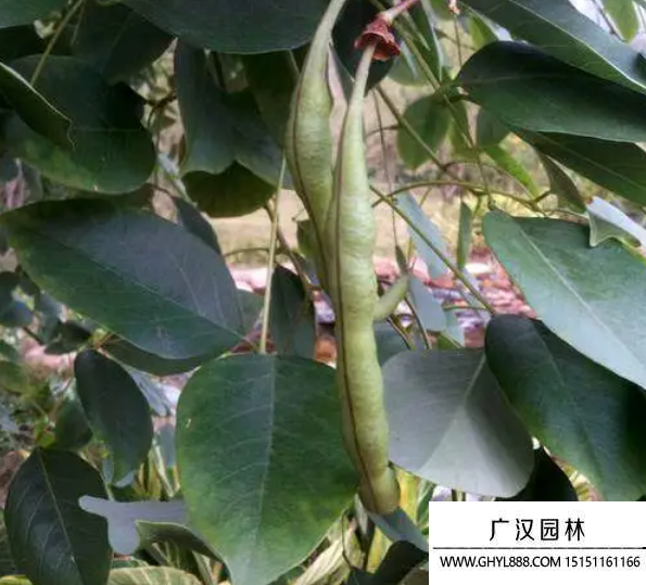 龍牙花種子 龍牙花種子