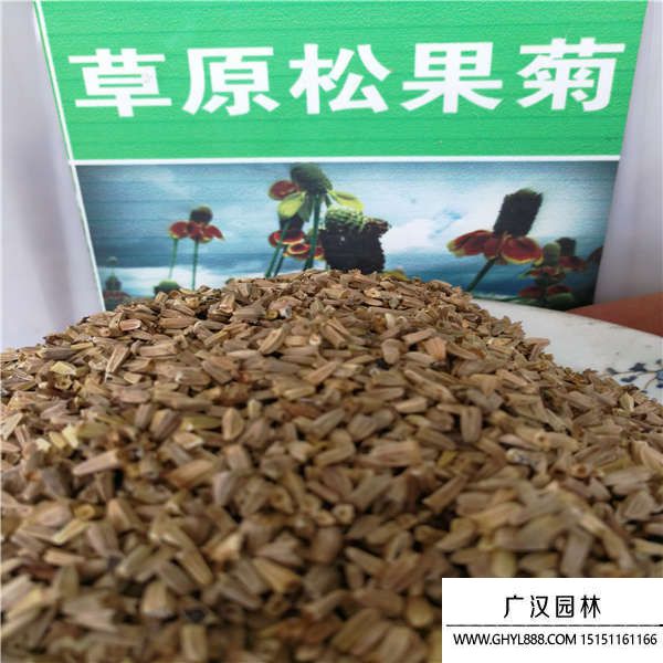 松果菊種子 松果菊種子