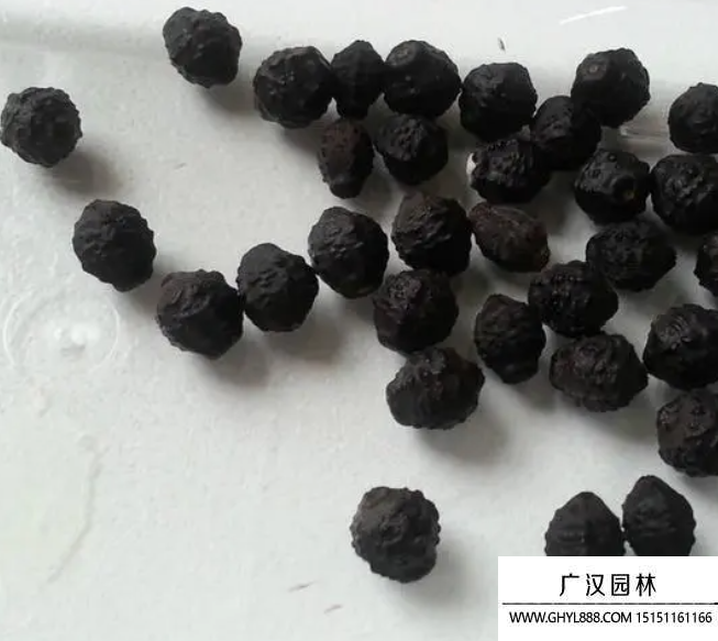 地雷花種子 地雷花種子