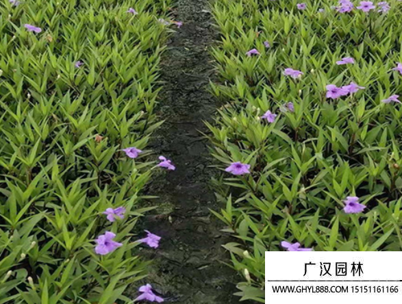 翠蘆莉種子 翠蘆莉種子