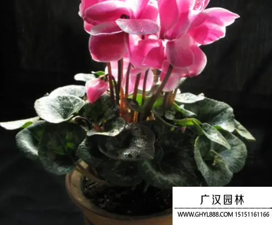 仙鶴來種子 仙鶴來種子