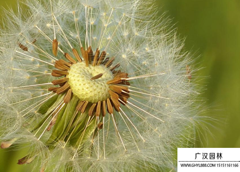 蒲公英種子