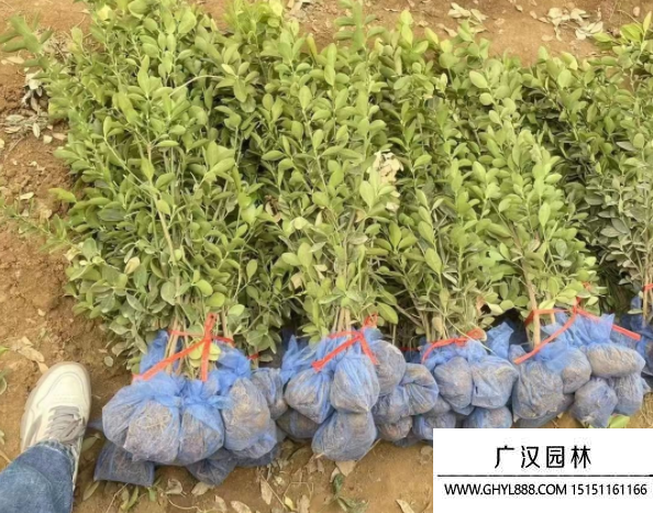 大葉黃楊 大葉黃楊