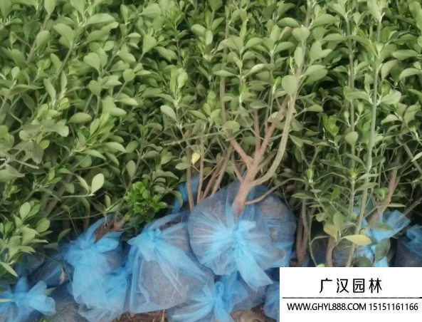 大葉黃楊 大葉黃楊